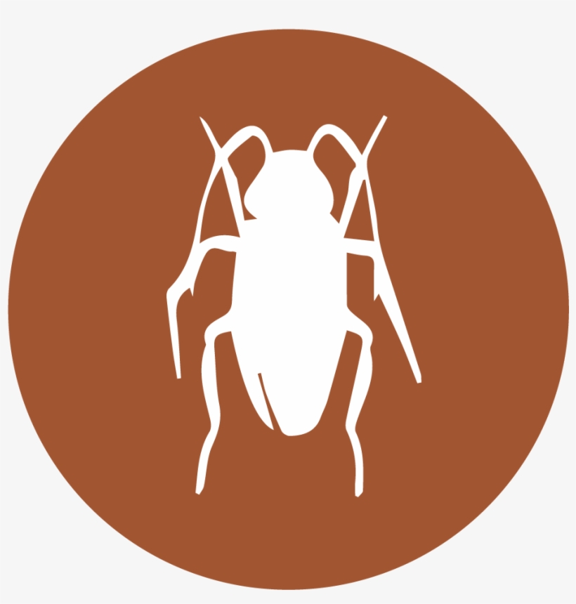 Cucarachas, transparent png