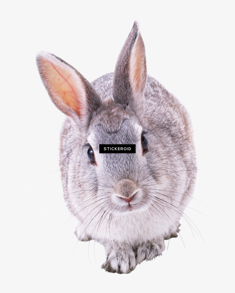 Rabbit, transparent png