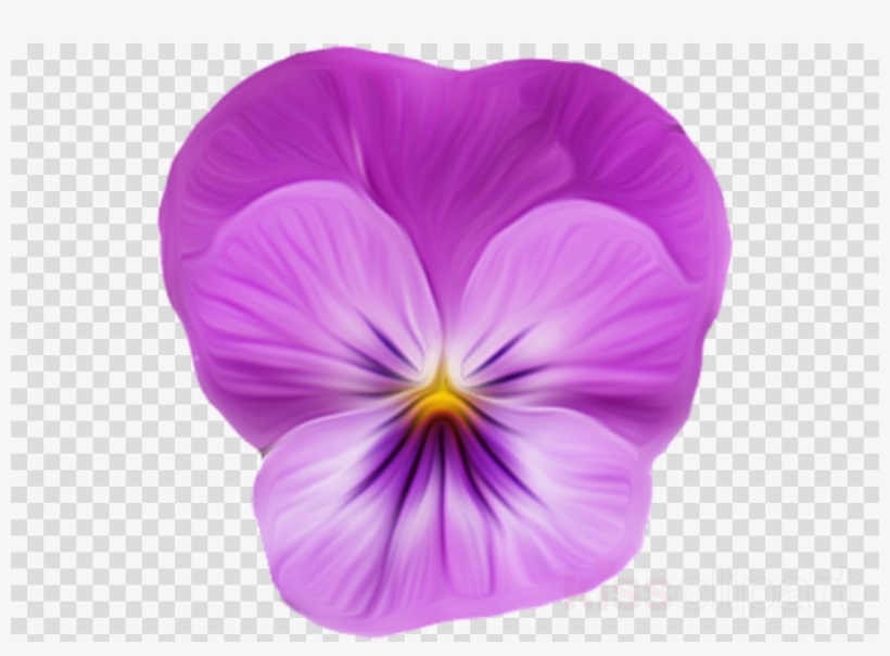 Фиалка Png Clipart Pansy Violet Viola, transparent png