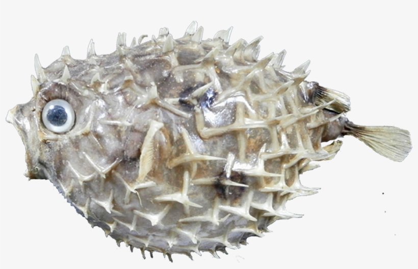 Pez Erizo, transparent png