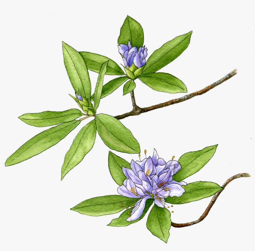 Illustration By Helen Krayenhoff, transparent png