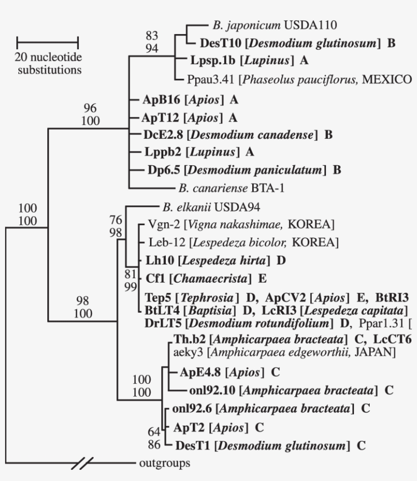 Bootstrap Majority-rule Maximum Parsimony Consensus, transparent png