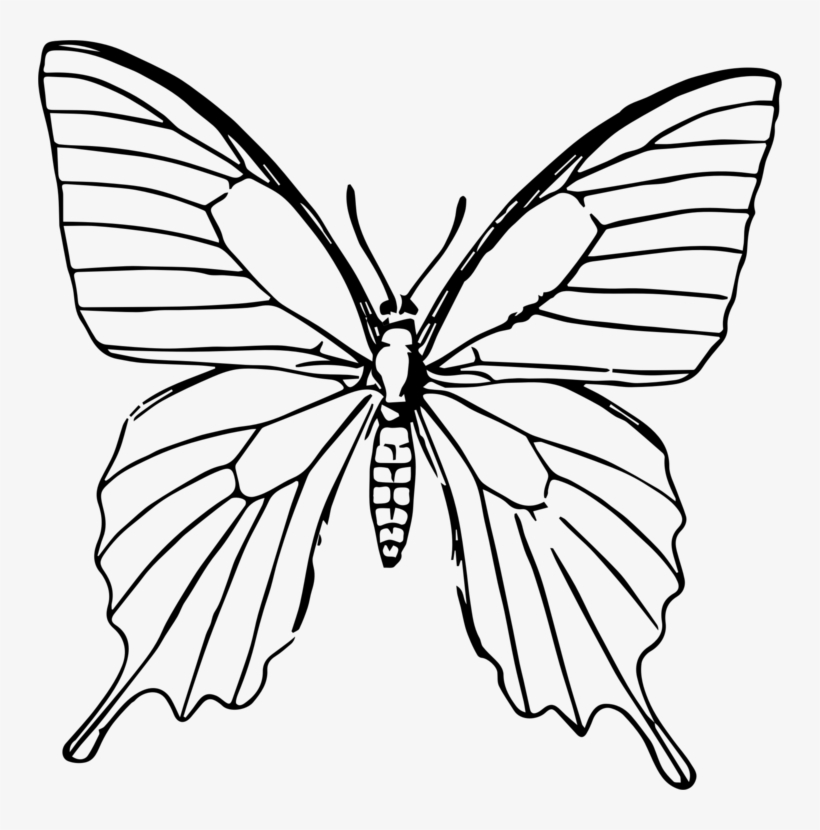 Butterfly Drawing Line Art Painting, transparent png