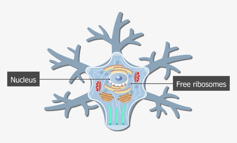 An Image Showing The Neuron Cell Body And It's Structures, transparent png