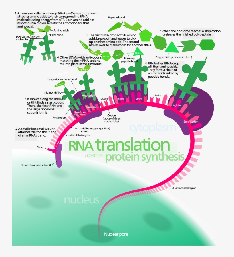 Overview Of The Translation Of Eukaryotic Messenger, transparent png