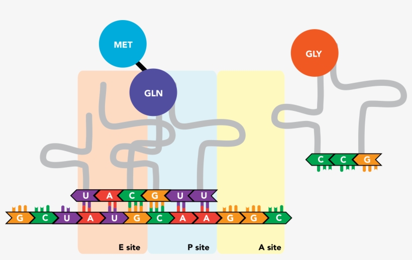 The Initiator Trna, Now In The E Site And Relieved, transparent png