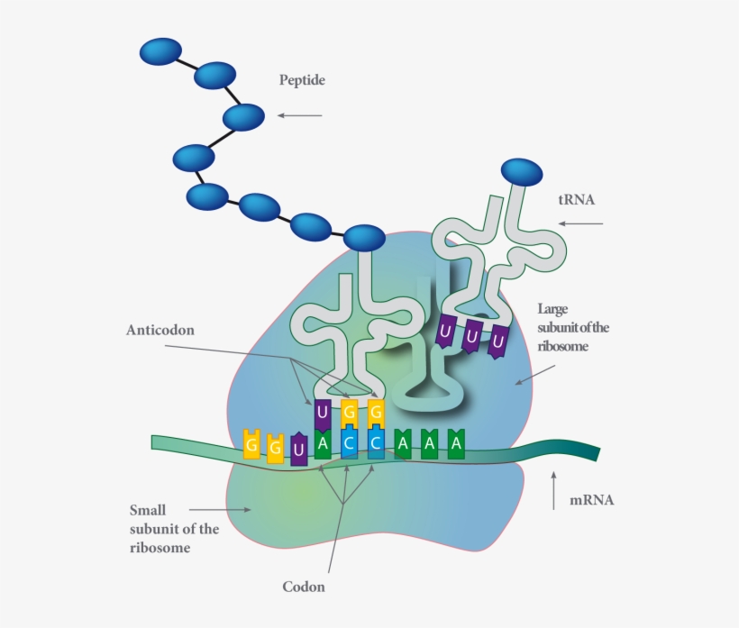Cytoplasmic Membrane, transparent png