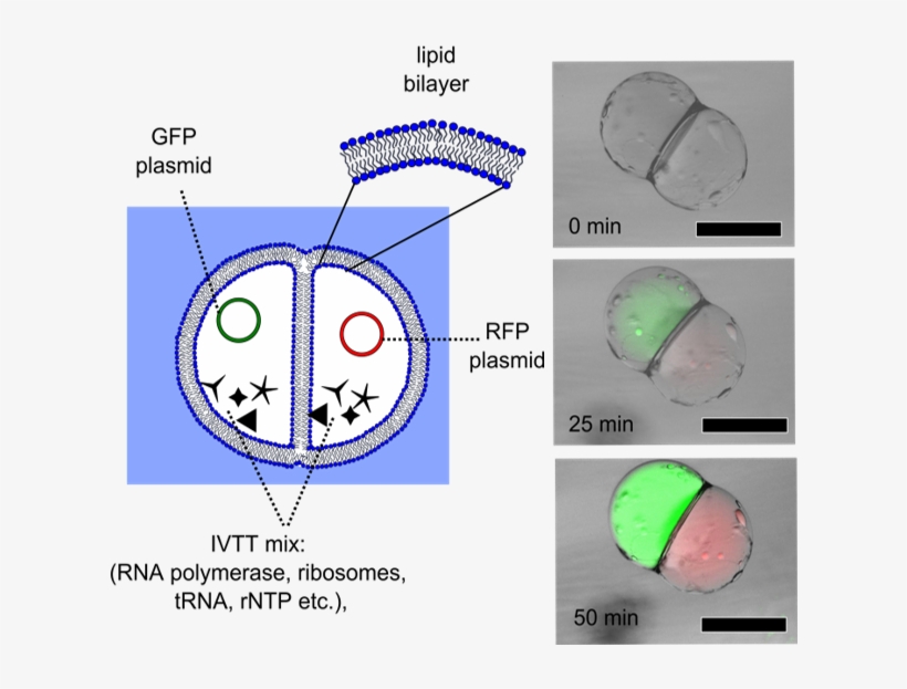 Picture10, transparent png