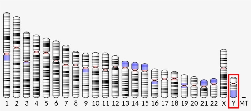 Ribosomes Png, transparent png