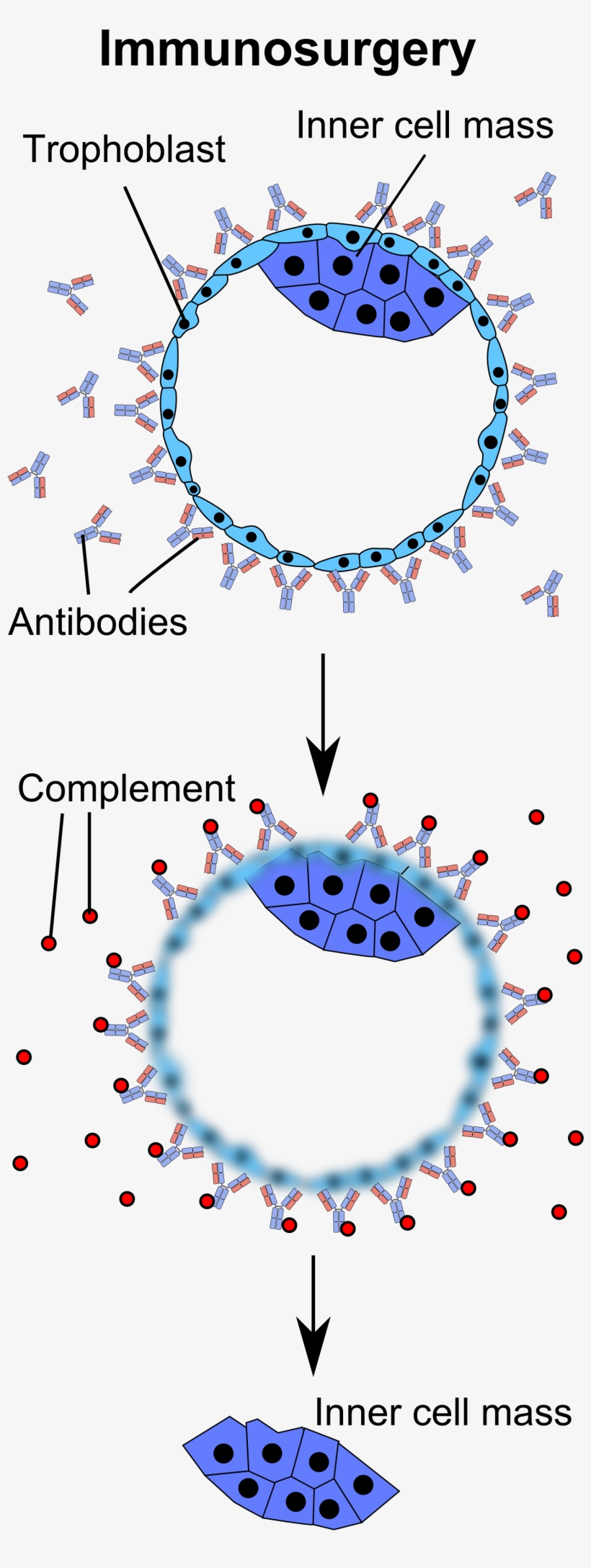 Immunosurgery Of A Blastocyst, transparent png