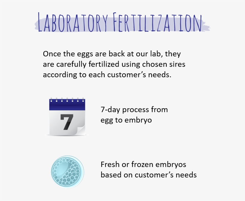We Develop Embryos Using A Propriety Culture System, transparent png