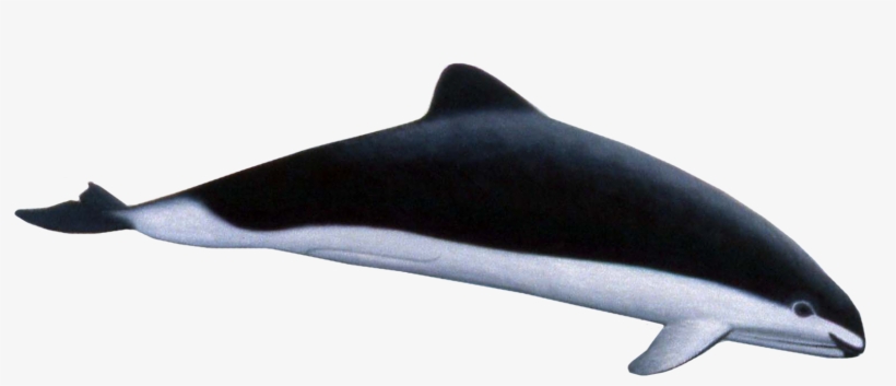 Dolphins Png, transparent png
