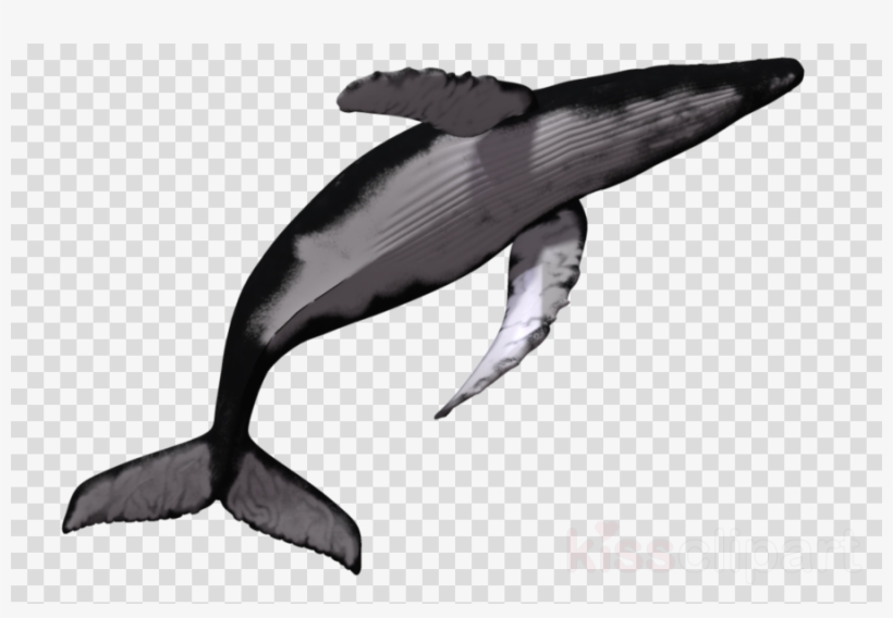 Baleia Png Clipart Baleen Whale, transparent png