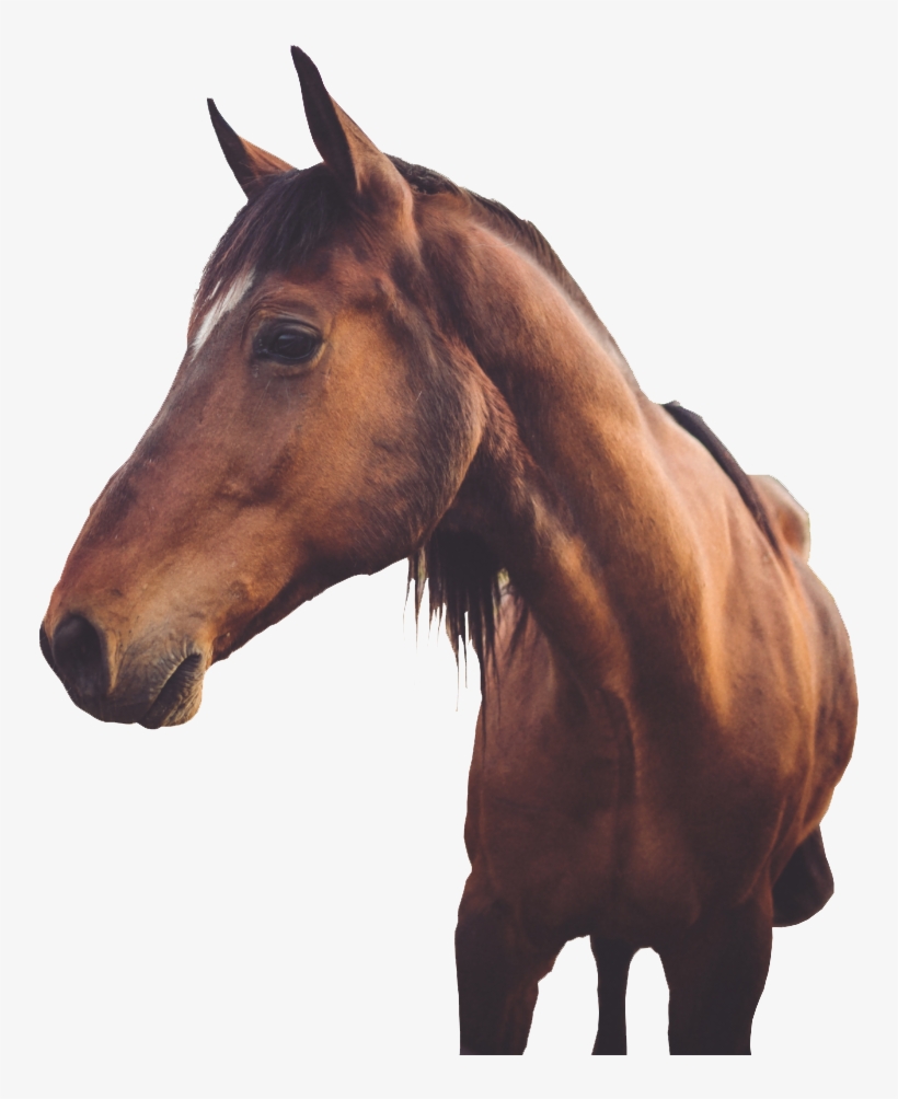 Healer Png, transparent png