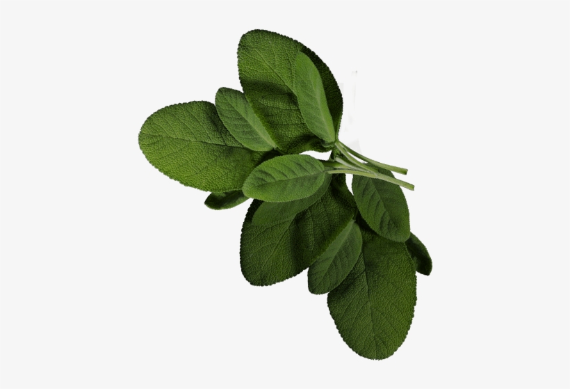 Baroque Russian Coriander, transparent png