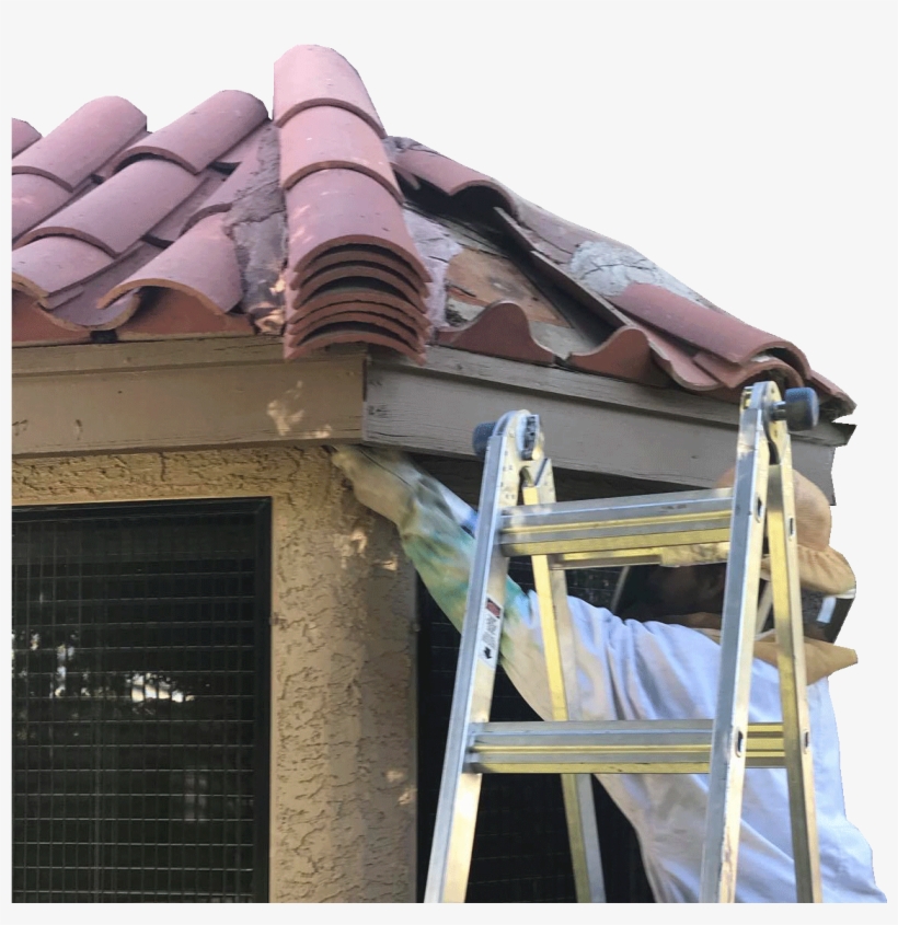 Bee Removal Expert V2, transparent png