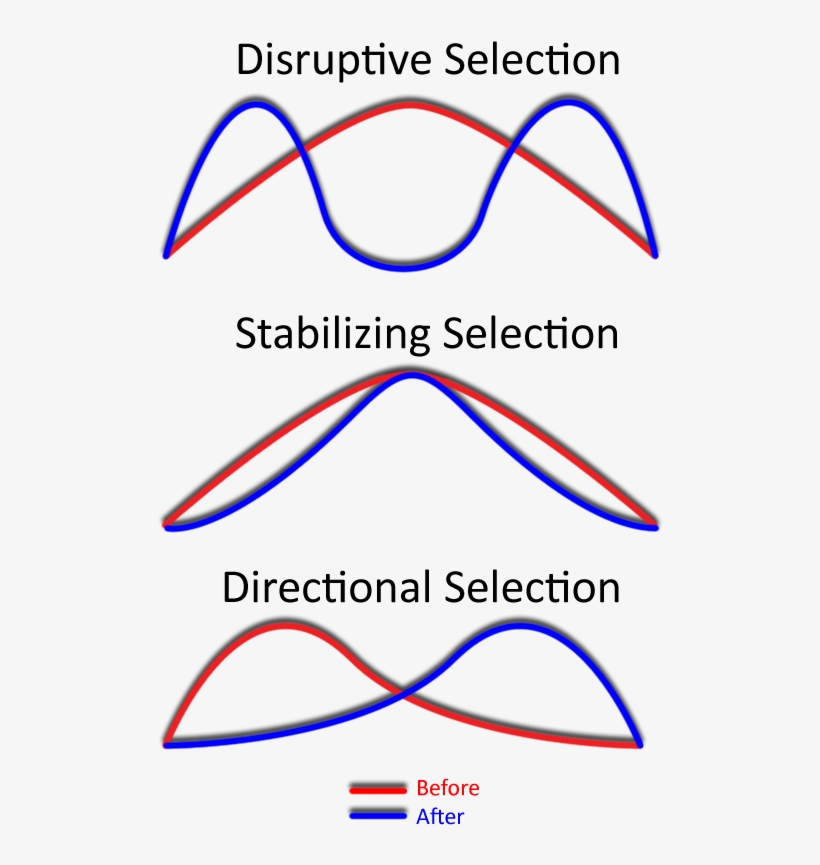 Selectiontypes-n0 Images, transparent png