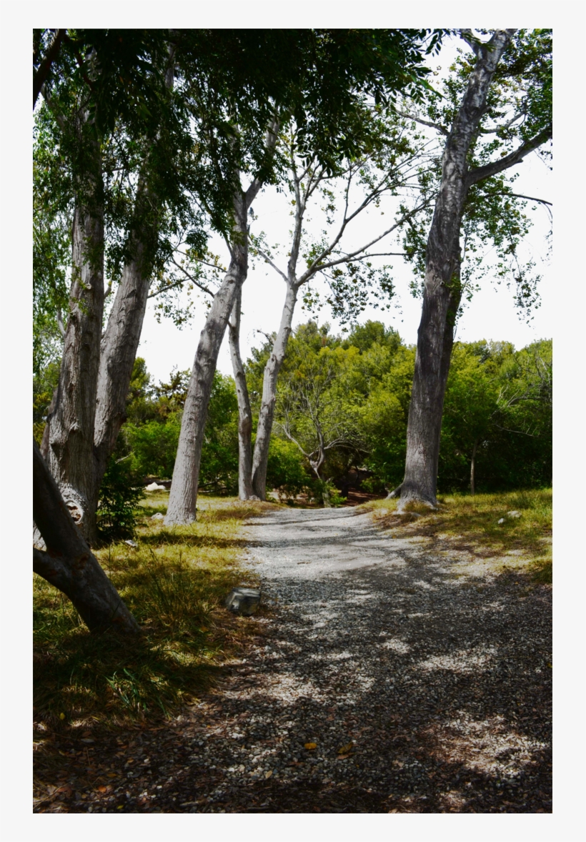 Forest Background Png, transparent png