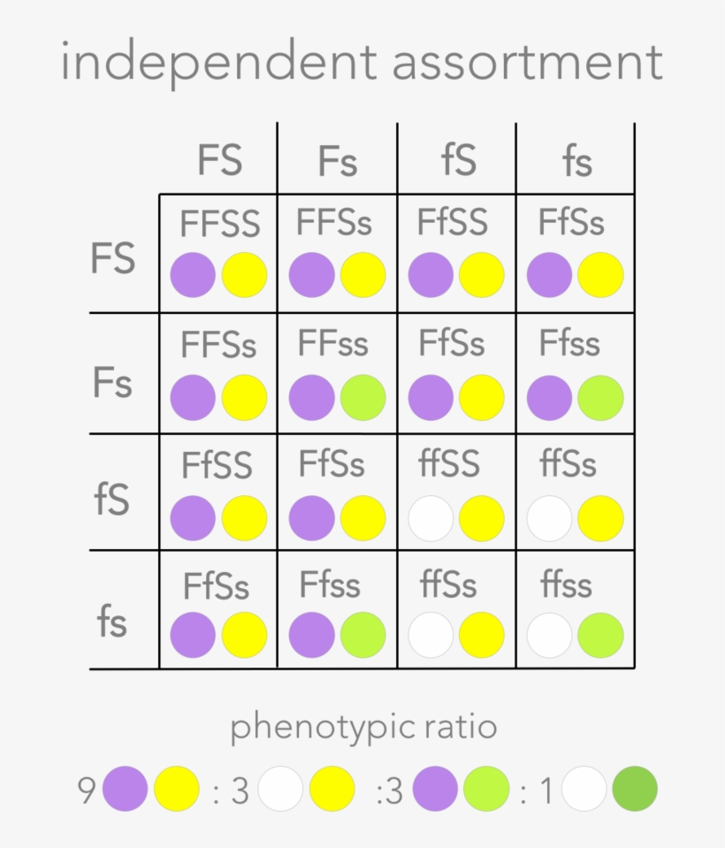 Prediction Of &nbsp, transparent png
