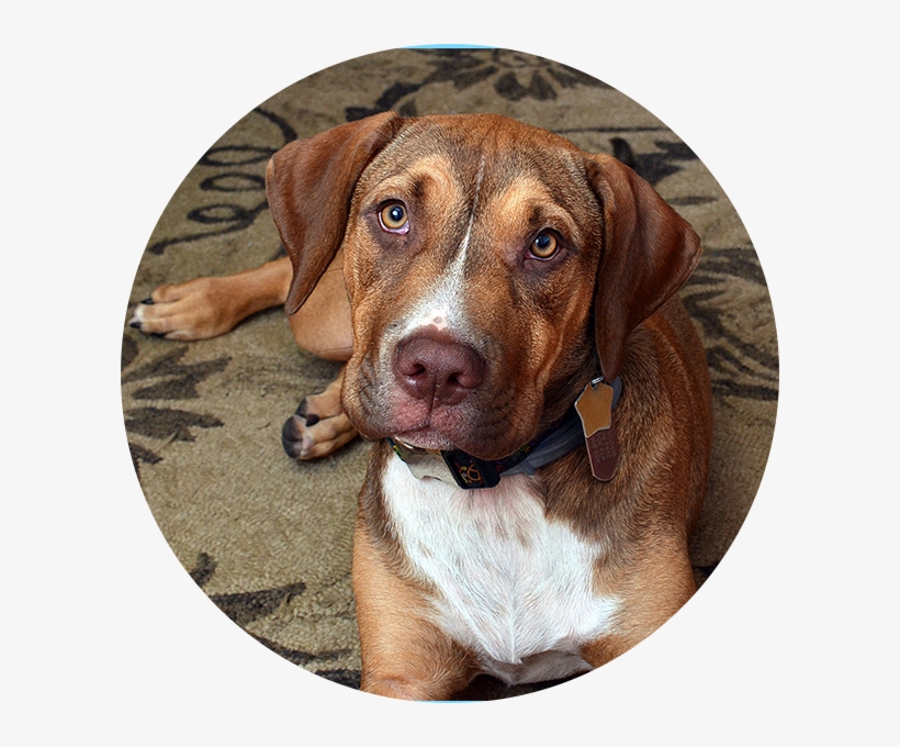 Bernie's Markings Make Him Look Cute As All Get-out, transparent png