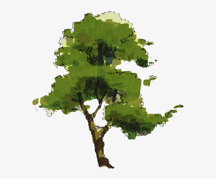 D Nu Ez Tareas, transparent png