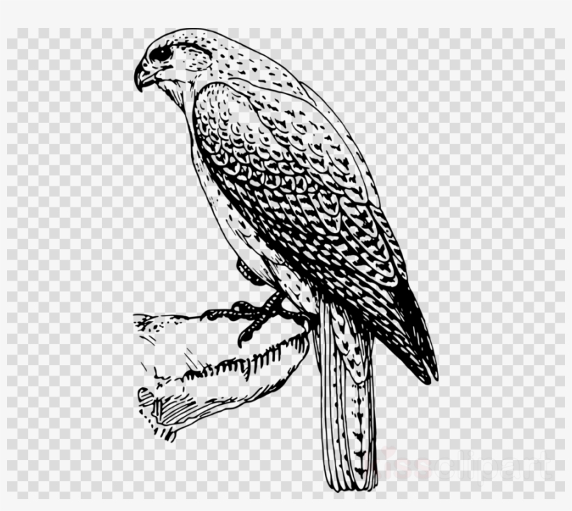 Falcon Drawing Png Clipart Hawk Bird Owl, transparent png