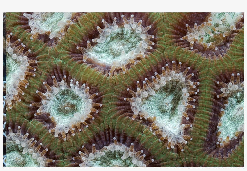Cells, transparent png
