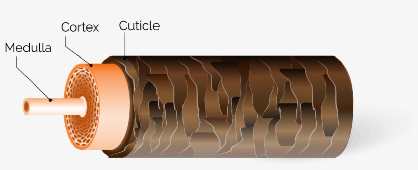 The Hair Shaft 1, transparent png