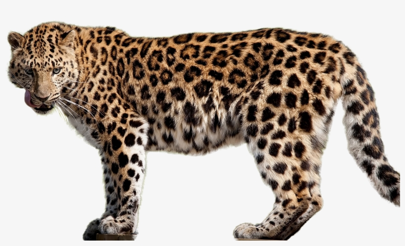 Leopard Png Image Stock - Cafepress Leopard Iphone 7 Tough Case, transparent png