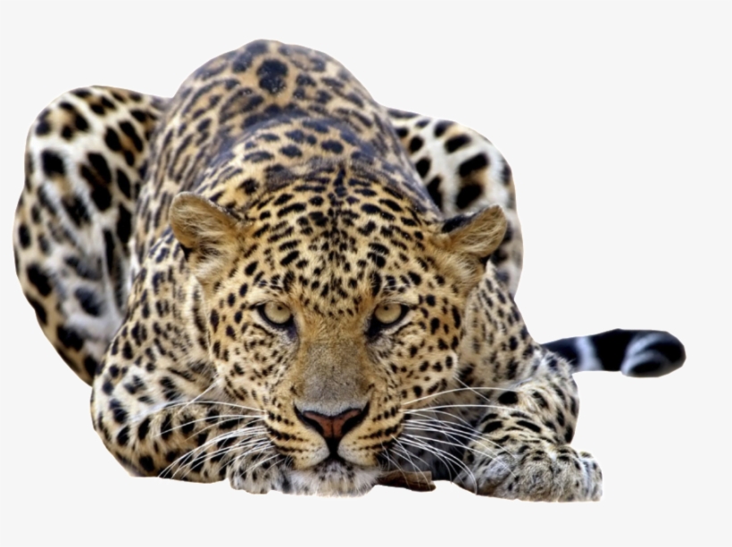 Leopard Png Files - Cool Pictures Of Leopards, transparent png