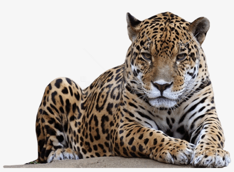 Hq Png Images Pluspng Jpg Freeuse Stock - Leopard Png, transparent png