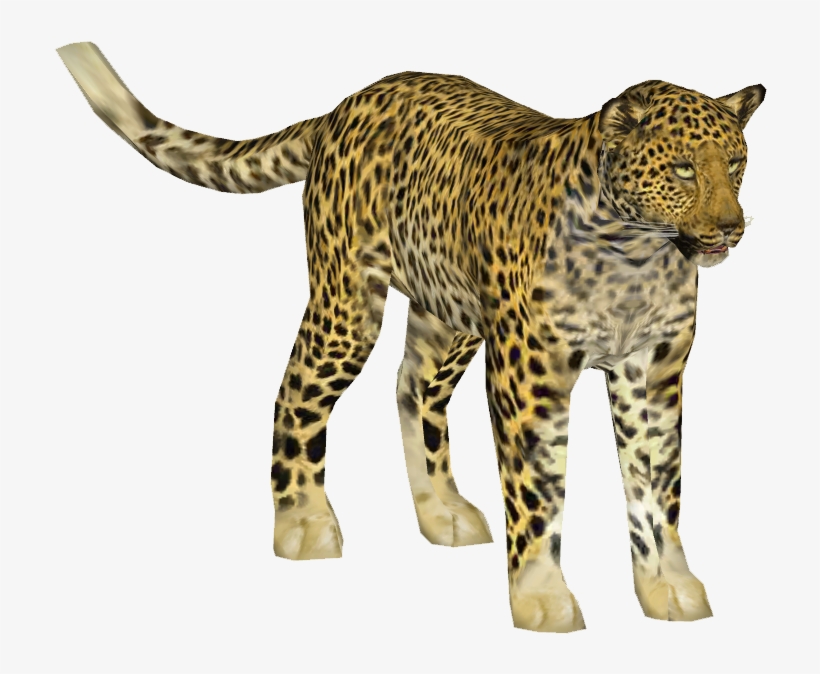 Indian Leopard 3 - Indian Leopard, transparent png
