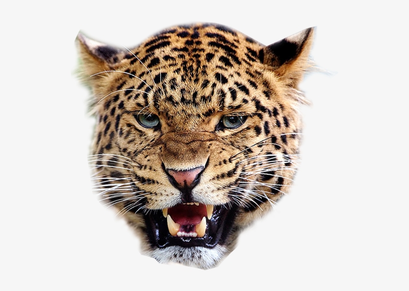 Leopard Transparent Background - Leopard Face Png, transparent png