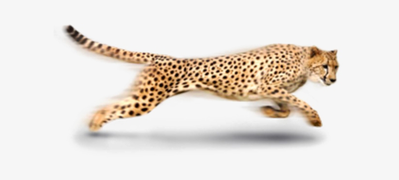 Leopard Png Photo - Cheetah Png, transparent png