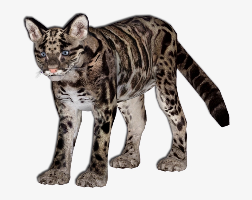 Clouded Leopard Transparents, transparent png