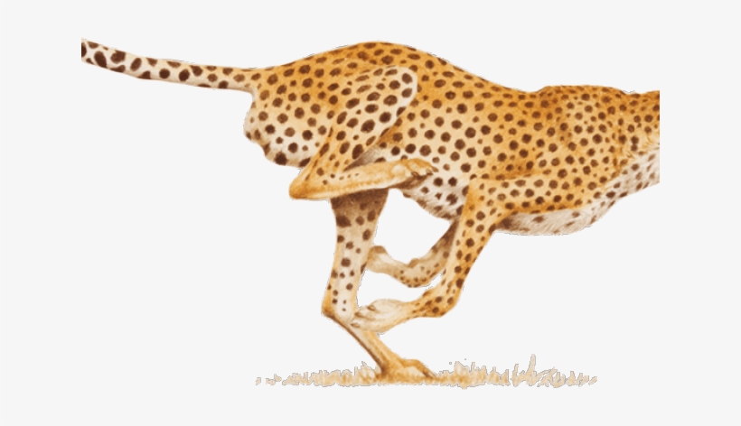 Leopard Png Transparent Images - Hitting Your Stride: Your Work, Your Way, transparent png