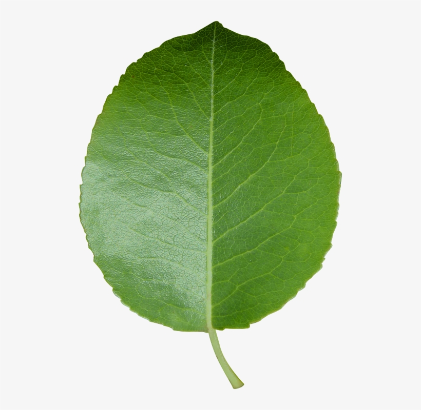 Peel N Stick Poster Of Leaf Green Leaf Transparent - Leaf Transparent Background, transparent png