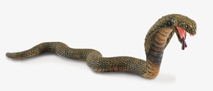 King Cobra Png Image - King Cobra Png, transparent png