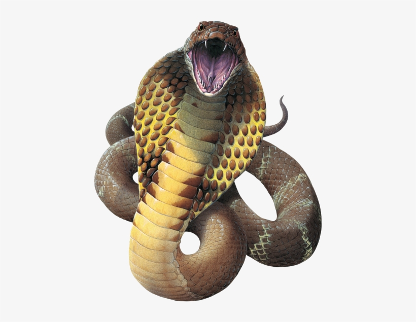 King Cobra Png Clip Art Black And White - King Cobra Png, transparent png