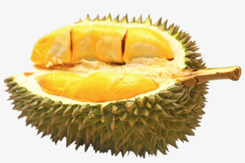 Download - Frozen Durian, transparent png