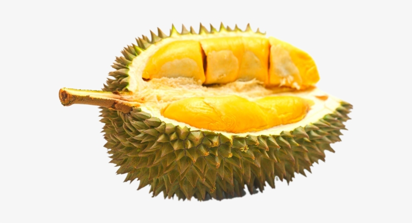 Durian Durian Home - Durian Terenak Di Indonesia, transparent png