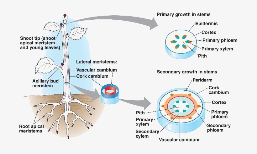 Image Showing Meristematic Tissue - Permanent And Meristem Tissues, transparent png