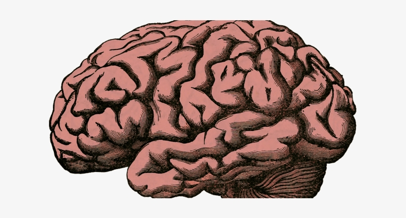 Facial Recognition Requires Brain Tissue Growth - Health Is Your Wealth: October 2015 Issue [book], transparent png