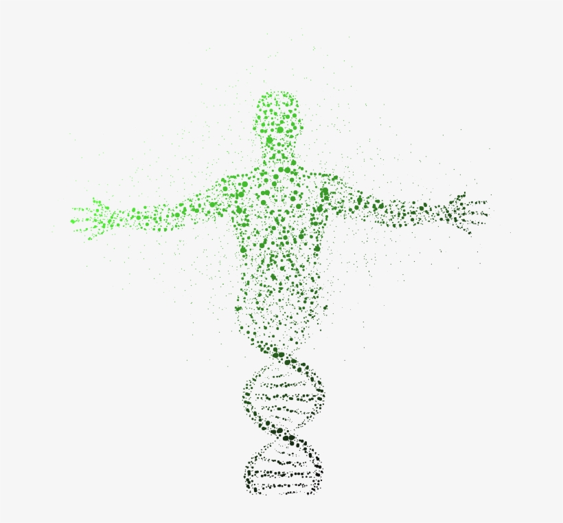 Tissue Biology - Genes Are Not Selfish And People S Ideas That Dominate, transparent png