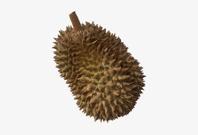 Image Of Durian Memories - Art, transparent png