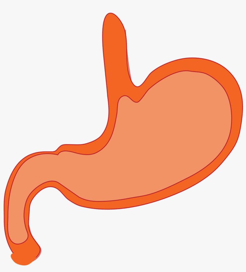 Durian Aids Digestion - Cartoon Stomach Png, transparent png