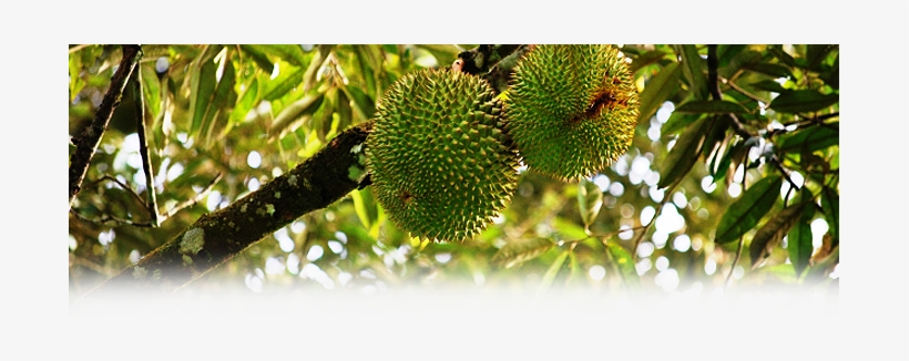 Our Guests Are Also Welcome To Enjoy The Local Fruits - Pokok Buah Buahan, transparent png
