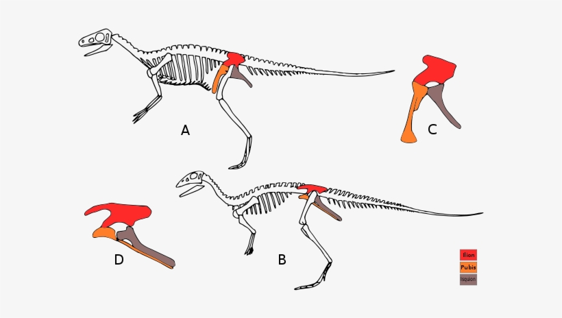 Dino Evol 1 Modificated Es - Saurisquios Y Ornitisquios Diferencias, transparent png