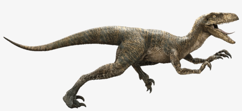 It's No Surprise That One Of The Most Popular Dinosaurs - Jurassic Park Velociraptor, transparent png
