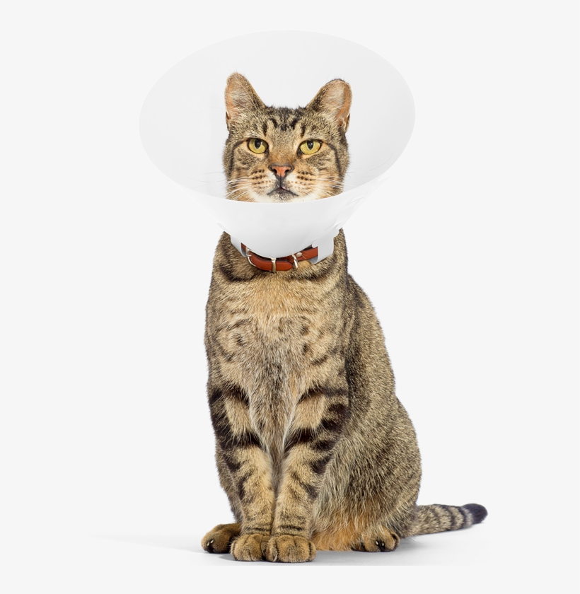 Subcutaneous Injection Dosing - Cat, transparent png